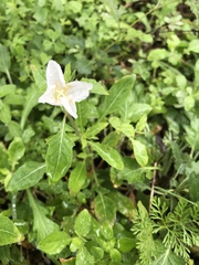 Oenothera tetraptera