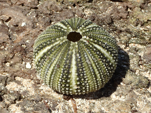 Lytechinus variegatus