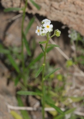Cryptantha utahensis
