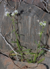Cryptantha utahensis