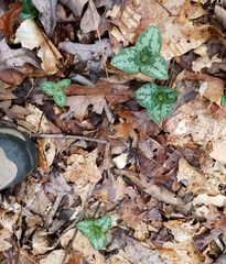 Trillium decumbens