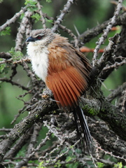 White-Browed Coucal photo 6