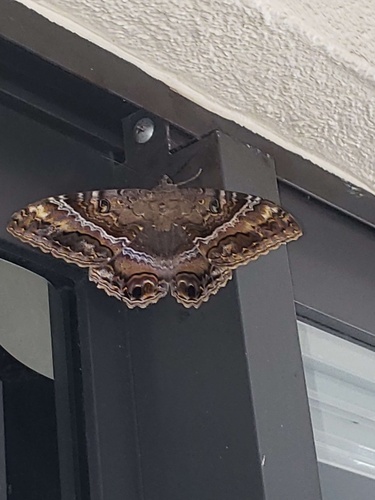 Black witch moth