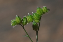 Cryptantha utahensis