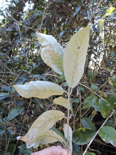 Trigonia nivea (Trigonia nivea)