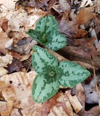 Trillium decumbens