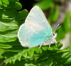 Callophrys viridis