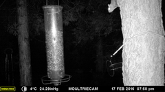 Glaucomys oregonensis