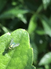Condylostylus armipes