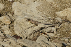 Crotaphytus collaris