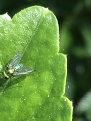 Condylostylus armipes