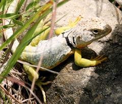 Crotaphytus collaris