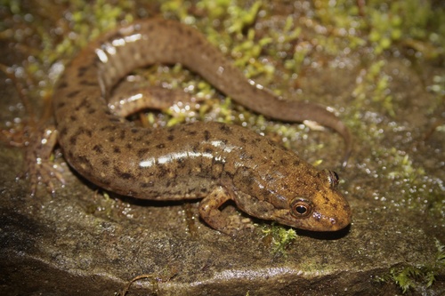 Black Mountain Salamander