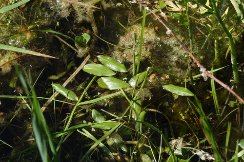 Alpine pondweed (Potamogeton alpinus)