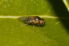 Thaumatomyia notata