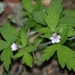 Geranium sibiricum - Photo (c) lastovka, algunos derechos reservados (CC BY-NC), subido por lastovka