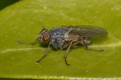 Lispocephala brachialis