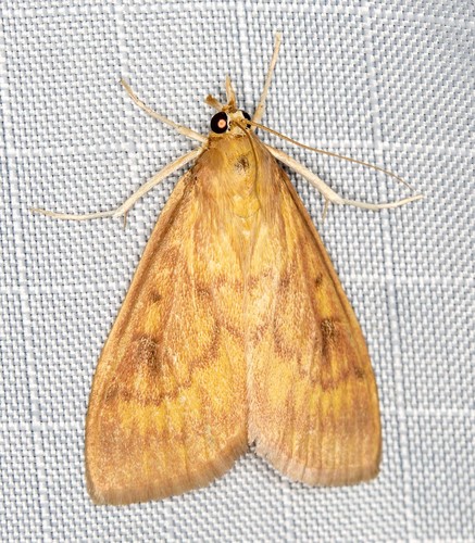 Ostrinia furnacalis (Guenée, 1854)