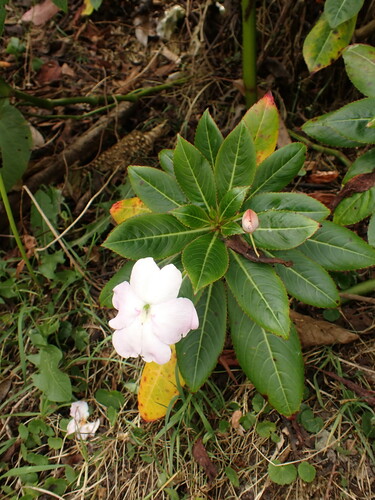 Impatiens sodenii