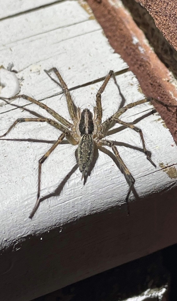 Pennsylvania Grass Spider in September 2023 by SpeciesLifelist ...