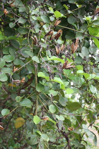 Usteria guineensis
