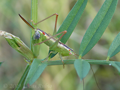 Conocephalus longipes