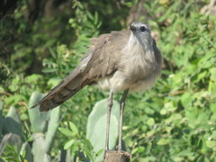 Chunga burmeisteri