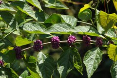 Callicarpa americana image