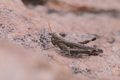 Acantherus piperatus