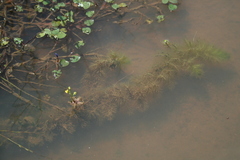 Utricularia stellaris image