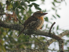 Nystalus maculatus