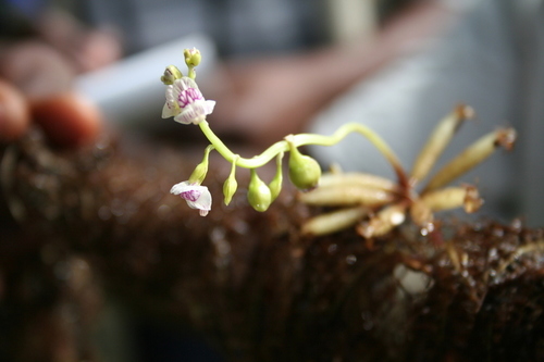 Utricularia inflexa