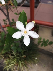 Wrightia antidysenterica