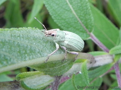 Compsus auricephalus
