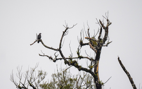 Metallic Pigeon (Columba vitiensis), photo 9