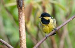 Elegant Tit photo 3