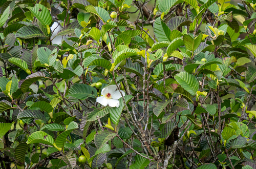 Image of Dillenia philippinensis by (c) Forest Botial-Jarvis, some rights reserved (CC BY)