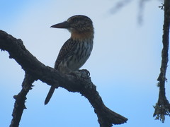 Nystalus maculatus