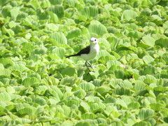 Fluvicola albiventer