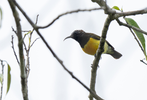 Maroon-naped Sunbird (Aethopyga guimarasensis)