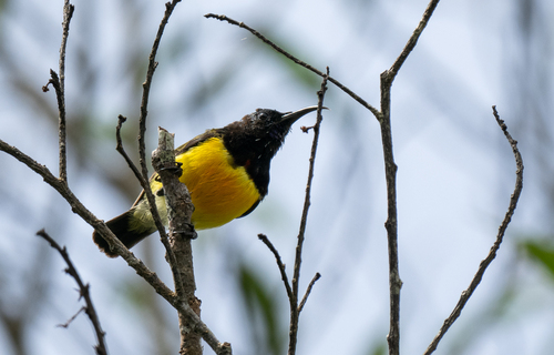 Maroon-naped Sunbird (Aethopyga guimarasensis), photo 2