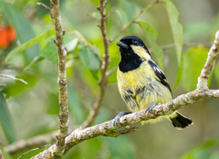 Elegant Tit photo 2