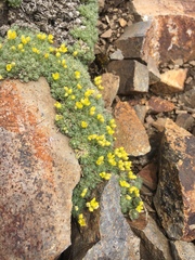 Draba novolympica