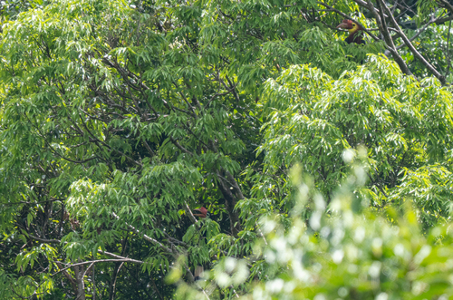 Walden's Hornbill (Rhabdotorrhinus waldeni), photo 8