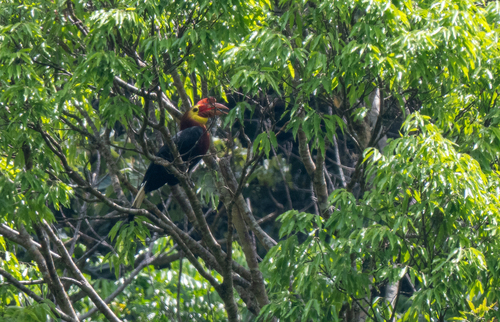 Walden's Hornbill (Rhabdotorrhinus waldeni), photo 9