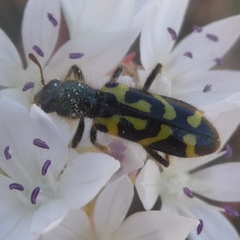 Trichodes ornatus