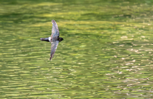 Pygmy Swiftlet (Collocalia troglodytes)
