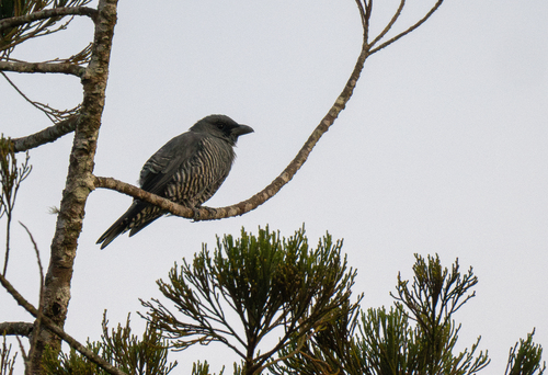 Visayan Cuckooshrike (Coracina panayensis), photo 7