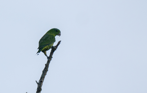 Blue-crowned Racket-tail (Prioniturus discurus), photo 9
