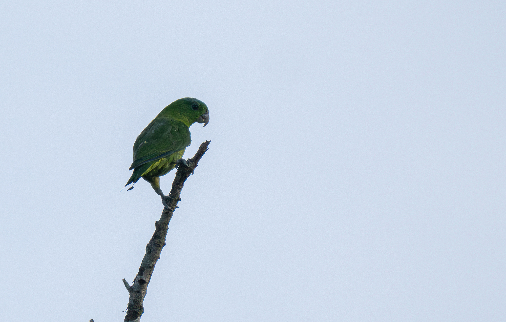 Blue-crowned Racket-tail (Prioniturus discurus), photo 2